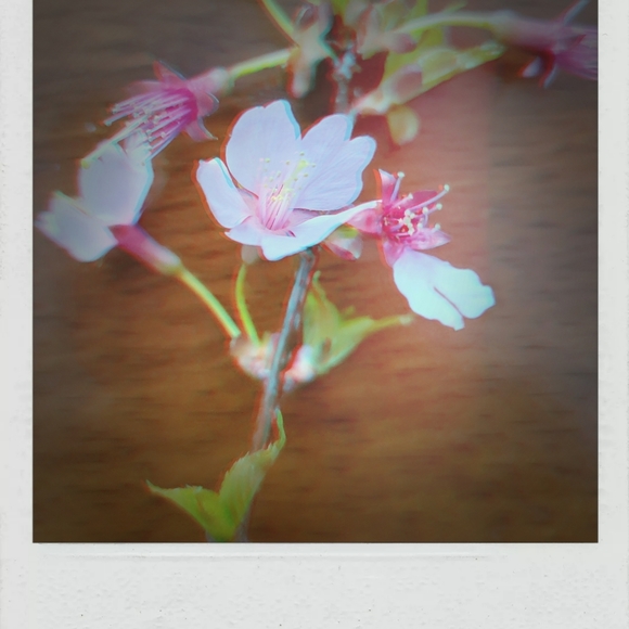 Meet your Posher, P - Picture 1 of 1